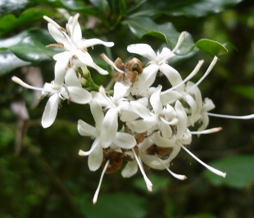 Pavetta kotzei flowers